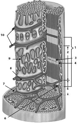 Иллюстрация к книге — Атлас. Анатомия и физиология человека [_15.jpg]