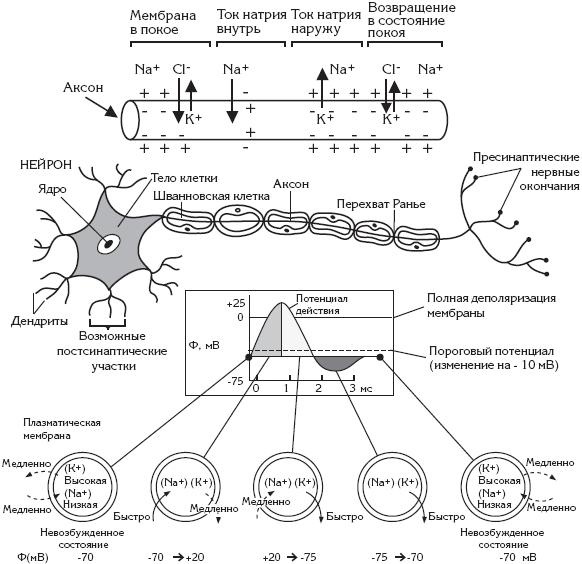 Иллюстрация к книге — Атлас. Анатомия и физиология человека [_18.jpg]