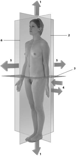 Иллюстрация к книге — Атлас. Анатомия и физиология человека [_19.jpg]