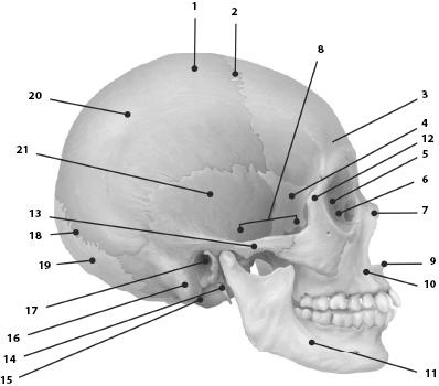 Иллюстрация к книге — Атлас. Анатомия и физиология человека [_26a.jpg]