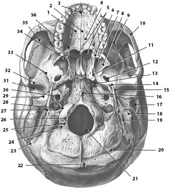 Иллюстрация к книге — Атлас. Анатомия и физиология человека [_27a.jpg]