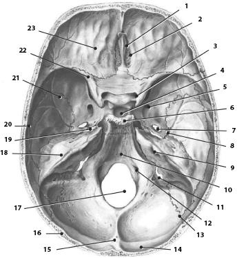 Иллюстрация к книге — Атлас. Анатомия и физиология человека [_27b.jpg]