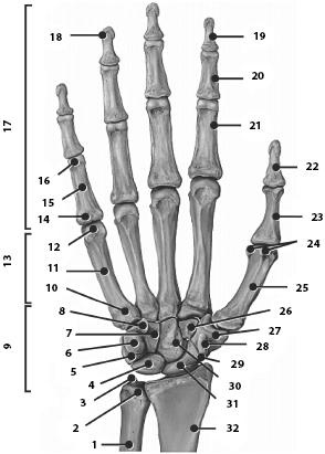 Иллюстрация к книге — Атлас. Анатомия и физиология человека [_28.jpg]