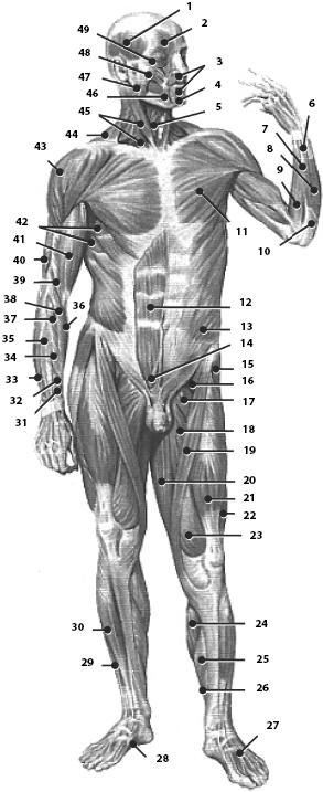 Иллюстрация к книге — Атлас. Анатомия и физиология человека [_30.jpg]