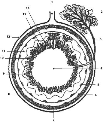Иллюстрация к книге — Атлас. Анатомия и физиология человека [_33.jpg]