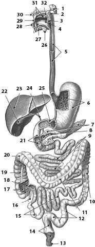 Иллюстрация к книге — Атлас. Анатомия и физиология человека [_34.jpg]