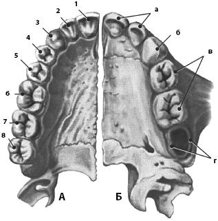 Иллюстрация к книге — Атлас. Анатомия и физиология человека [_36.jpg]