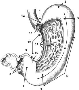 Иллюстрация к книге — Атлас. Анатомия и физиология человека [_40.jpg]