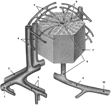 Иллюстрация к книге — Атлас. Анатомия и физиология человека [_42.jpg]