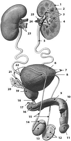 Иллюстрация к книге — Атлас. Анатомия и физиология человека [_48.jpg]