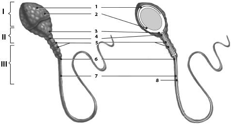 Иллюстрация к книге — Атлас. Анатомия и физиология человека [_51.jpg]