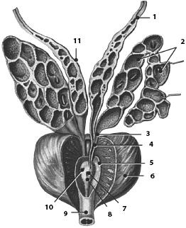 Иллюстрация к книге — Атлас. Анатомия и физиология человека [_52.jpg]