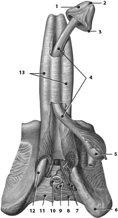 Иллюстрация к книге — Атлас. Анатомия и физиология человека [_53.jpg]