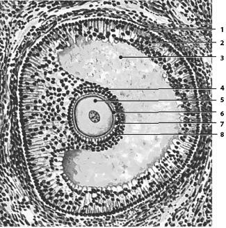 Иллюстрация к книге — Атлас. Анатомия и физиология человека [_54.jpg]