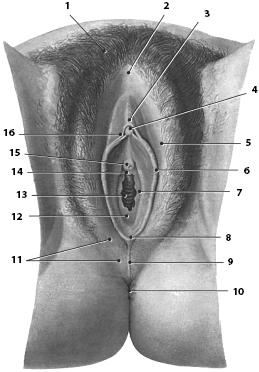 Иллюстрация к книге — Атлас. Анатомия и физиология человека [_55.jpg]