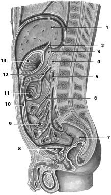 Иллюстрация к книге — Атлас. Анатомия и физиология человека [_57.jpg]