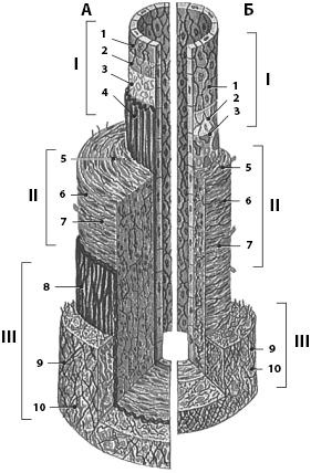 Иллюстрация к книге — Атлас. Анатомия и физиология человека [_58.jpg]