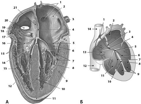 Иллюстрация к книге — Атлас. Анатомия и физиология человека [_59.jpg]