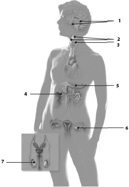 Иллюстрация к книге — Атлас. Анатомия и физиология человека [_65.jpg]