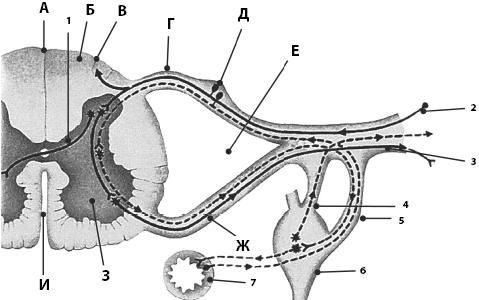 Иллюстрация к книге — Атлас. Анатомия и физиология человека [_66.jpg]