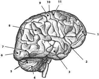 Иллюстрация к книге — Атлас. Анатомия и физиология человека [_67.jpg]