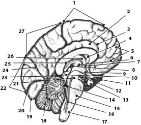 Иллюстрация к книге — Атлас. Анатомия и физиология человека [_68.jpg]