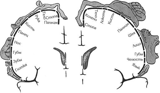 Иллюстрация к книге — Атлас. Анатомия и физиология человека [_70.jpg]