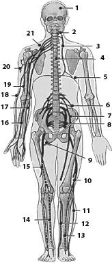Иллюстрация к книге — Атлас. Анатомия и физиология человека [_71.jpg]