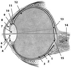Иллюстрация к книге — Атлас. Анатомия и физиология человека [_74.jpg]