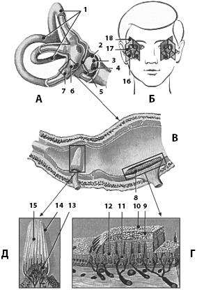 Иллюстрация к книге — Атлас. Анатомия и физиология человека [_76.jpg]