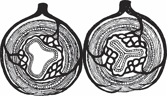 Иллюстрация к книге — Геморрой. Излечение без операции [i_005.jpg]