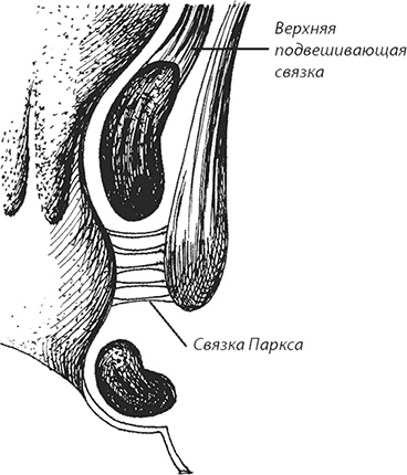 Иллюстрация к книге — Геморрой. Излечение без операции [i_006.jpg]