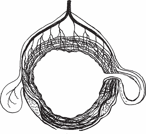 Иллюстрация к книге — Геморрой. Излечение без операции [i_018.jpg]