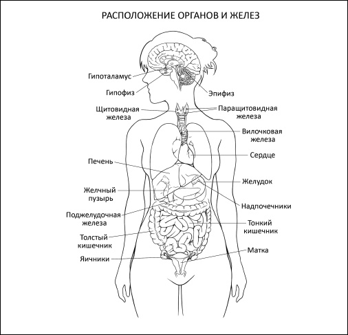 Иллюстрация к книге — Код Женщины. Как гормоны влияют на вашу жизнь [_09.jpg]