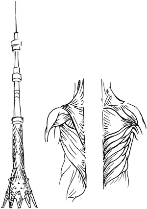 Иллюстрация к книге — Поясница без боли. Уникальный изометрический тренинг [i_008.jpg]
