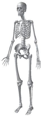 Иллюстрация к книге — Система &quot;Живая осанка&quot;. Уникальный курс постановки осанки за 30 дней [Autogen_eBook_id21.jpg]