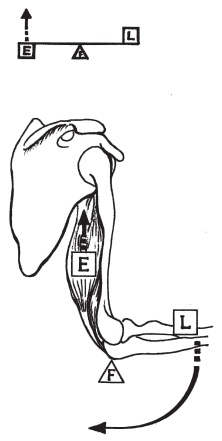 Иллюстрация к книге — Система &quot;Живая осанка&quot;. Уникальный курс постановки осанки за 30 дней [Autogen_eBook_id22.jpg]