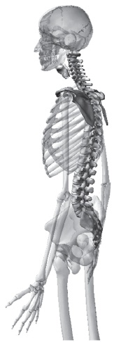 Иллюстрация к книге — Система &quot;Живая осанка&quot;. Уникальный курс постановки осанки за 30 дней [Autogen_eBook_id25.jpg]