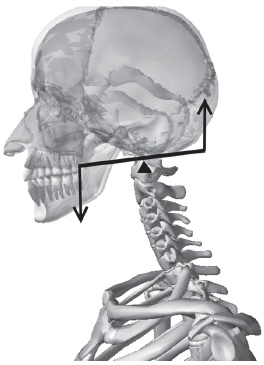 Иллюстрация к книге — Система &quot;Живая осанка&quot;. Уникальный курс постановки осанки за 30 дней [Autogen_eBook_id32.jpg]