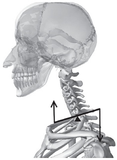 Иллюстрация к книге — Система &quot;Живая осанка&quot;. Уникальный курс постановки осанки за 30 дней [Autogen_eBook_id35.jpg]