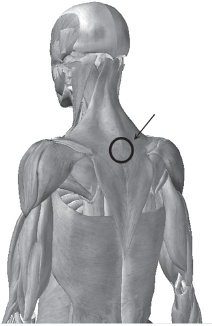 Иллюстрация к книге — Система &quot;Живая осанка&quot;. Уникальный курс постановки осанки за 30 дней [Autogen_eBook_id39.jpg]