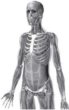 Иллюстрация к книге — Система &quot;Живая осанка&quot;. Уникальный курс постановки осанки за 30 дней [Autogen_eBook_id65.jpg]