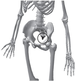 Иллюстрация к книге — Система &quot;Живая осанка&quot;. Уникальный курс постановки осанки за 30 дней [Autogen_eBook_id73.jpg]