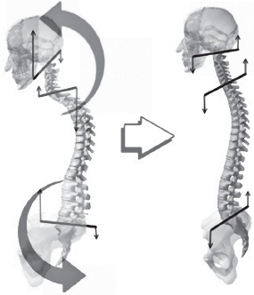 Иллюстрация к книге — Система &quot;Живая осанка&quot;. Уникальный курс постановки осанки за 30 дней [Autogen_eBook_id85.jpg]