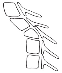 Иллюстрация к книге — Система &quot;Живая осанка&quot;. Уникальный курс постановки осанки за 30 дней [Autogen_eBook_id89.jpg]