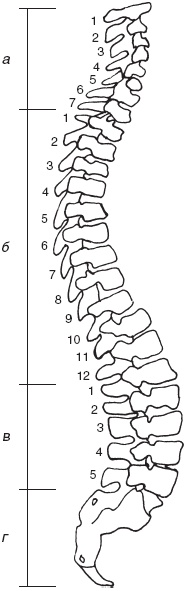 Иллюстрация к книге — Остеохондроз и плоскостопие у мужчин. Супермен и соломинка. Профилактика, диагностика, лечение [_1.jpg]