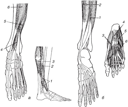 Иллюстрация к книге — Остеохондроз и плоскостопие у мужчин. Супермен и соломинка. Профилактика, диагностика, лечение [_12.jpg]