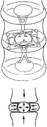 Иллюстрация к книге — Остеохондроз и плоскостопие у мужчин. Супермен и соломинка. Профилактика, диагностика, лечение [_2.jpg]