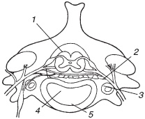 Иллюстрация к книге — Остеохондроз и плоскостопие у мужчин. Супермен и соломинка. Профилактика, диагностика, лечение [_5.jpg]