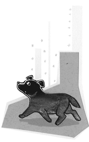 Иллюстрация к книге — Тесты для вашей собаки. Измерь IQ домашнего любимца и пойми его психотип [i_001.jpg]